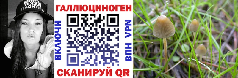 Купить  Нижнеудинск  Галлюциногенные грибы GOLDEN TEACHER 